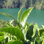 台灣茶葉批發/高山茶/冬茶批發