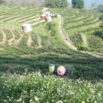 台灣茶葉批發/高山茶/冬茶批發