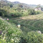 台灣茶葉批發/高山茶/冬茶批發