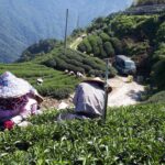 台灣茶葉批發/高山茶/冬茶批發