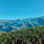 冷高山/能高山冬茶批發