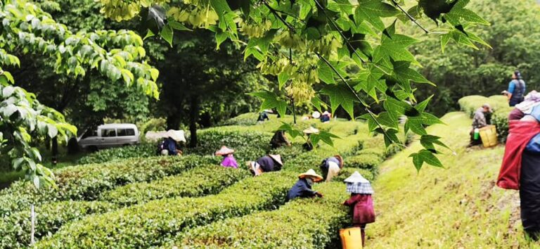 武陵農場採茶