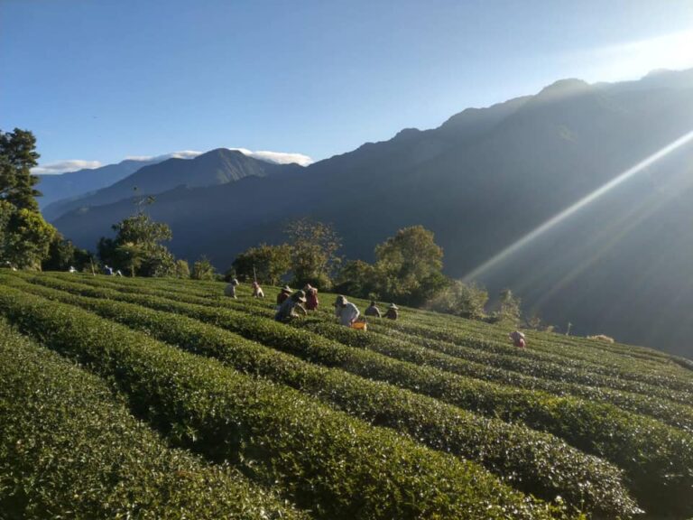 神木村茶園