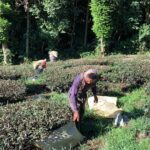 春茶結束後開始施肥