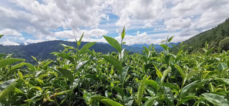 武陵農場採茶