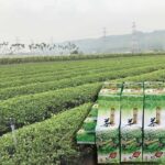 南投名間四季春茶