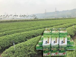 南投名間四季春茶