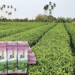 南投名間四季春茶