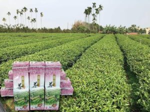 南投名間四季春茶