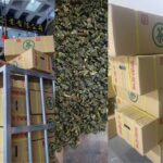 南投名間四季春茶