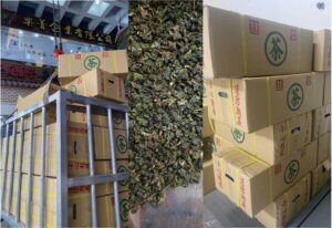 南投名間四季春茶