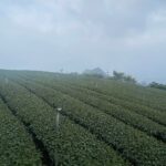 阿里山茶區春芽開了
