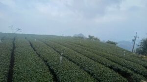 阿里山茶區春芽開了