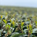 阿里山茶區春芽開了