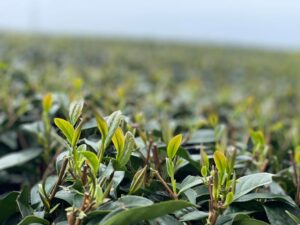 阿里山茶區春芽開了