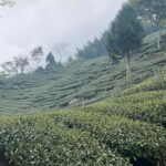 阿里山茶區春芽開了