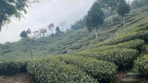 阿里山茶區春芽開了