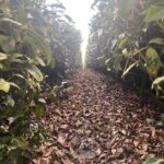 阿里山茶區春芽開了