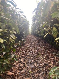 阿里山茶區春芽開了