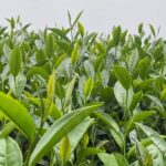 阿里山 梅山 金萱