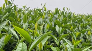 阿里山 梅山 金萱