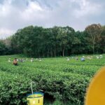 杉林溪竹山迎香烏龍春茶