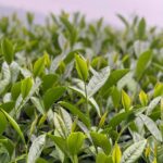 阿里山 梅山 金萱