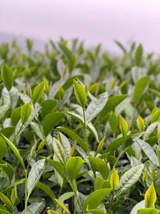 阿里山 梅山 金萱