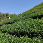 阿里山 梅山 金萱