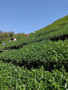 阿里山 梅山 金萱