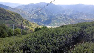 仁愛鄉高峰茶園