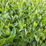 龍眼林 金萱 春茶