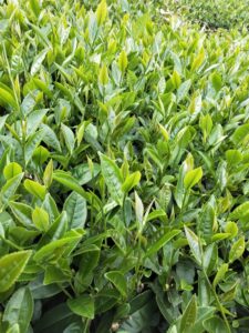 龍眼林 金萱 春茶