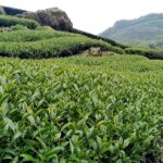 龍眼林 金萱 春茶