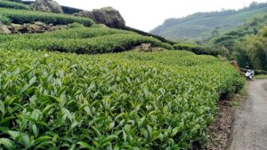 龍眼林 金萱 春茶