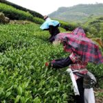 龍眼林 金萱 春茶