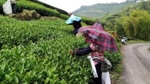 龍眼林 金萱 春茶