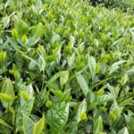 龍眼林 金萱 春茶