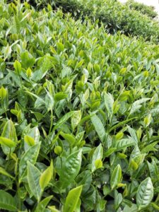 龍眼林 金萱 春茶