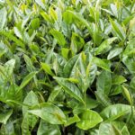 龍眼林 金萱 春茶