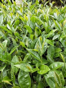 龍眼林 金萱 春茶