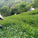 龍眼林 金萱 春茶