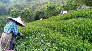 龍眼林 金萱 春茶