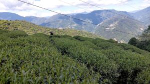 仁愛鄉高峰茶園