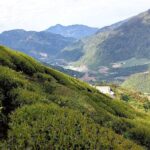 馬烈霸茶園 5月開始採收