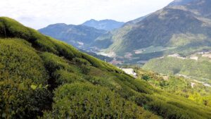 馬烈霸茶園 5月開始採收