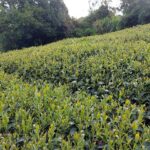 馬烈霸茶園 5月開始採收