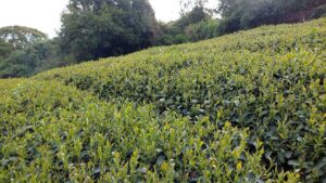 馬烈霸茶園 5月開始採收