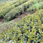 馬烈霸茶園 5月開始採收