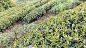 馬烈霸茶園 5月開始採收